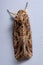 Adult Armyworm Moth