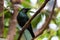 Adult Asian glossy starling perched on a branch against a foliage background