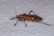 Adult Assassin Bug