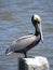 Adult Atlantic Brown Pelican Close-Up