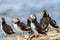 Adult Atlantic puffin Fratercula arctica