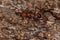 Adult Atta Leaf-cutter Ant