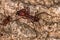 Adult Atta Leaf-cutter Ant