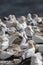 Adult australasian gannet feeding its chick on the nest, in the last light of the day in the Muriwai colony