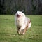 Adult Australian Shepherd dog running