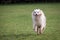 Adult Australian Shepherd dog in yard