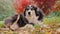 Adult Australian Shepherd lying in the yard in the fall. He looks up plaintively