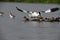 The adult avocet is attacking the little ducks to defend his own jung
