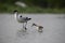 An adult avocet with his little one