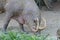 An adult Babirusa sniffing the ground searching for food