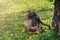 Adult baboon and baby resting on ground
