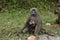 Adult Baboon suckling baby Kibali National Park, Uganda