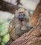 Adult baboon watches over her family