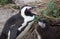 Adult and baby African penguin