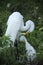 Adult and baby egret in a nest in Florida.