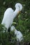 Adult and baby egrets, both preening in a nest, Florida.