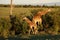 Adult and baby giraffe eating in sunset in Africa