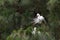 Adult and baby great egrets in a pine tree