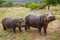 Adult and baby hippopotamus grazing in the African Wilderness
