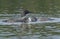 Adult and Baby Loon Bonding in a Lake