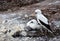 A adult and baby Nazca booby nesting in the Galapagos