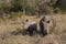 Adult and baby rhinoceros in south africa