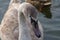 Adult baby Swan, gray chick swims in the pond in winter, the birds have not flown to winter, close-up.