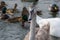 Adult baby Swan, gray chick swims in the pond in winter, the birds have not flown to winter, close-up.