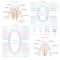 Adult and baby tooth dental anatomy vector