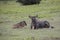 Adult and baby wildebeest, Ngorongoro Crater, Tanzania