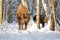 Adult and baby Wisents in winter birch forest