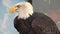 Adult Bald Eagle Close-up 4k