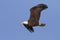 Adult Bald Eagle in Flight - Gainesville, Florida