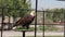 Adult Bald Eagle flying away