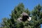 Adult bald eagle flying over top of trees near Pender Harbour, British Columbia