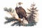 The adult bald eagle & x28;Haliaeetus leucocephalus& x29; sitting upright on a pine bough