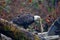 Adult bald eagle holds a decaying salmon spine it has found