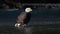 Adult bald eagle standing on salmon in contrasting light