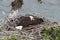 Adult Bald Eagle with two chicks in a nest in a tree on the side of a cliff Vancouver Island Canada