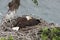 Adult Bald Eagle with two chicks in a nest in a tree on the side of a cliff Vancouver Island Canada