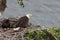 Adult Bald Eagle with two chicks in a nest in a tree on the side of a cliff Vancouver Island Canada