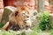 Adult barbary lion looks around