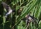 Adult barn swallow feeding chicks from air.