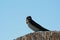 Adult barn swallow, Hirundo rustica