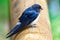 Adult barn swallow Hirundo rustica with prey in the beak; Rauchschwalbe mit Beute im Schnabel