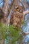 Adult Barred Owl