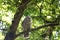 Adult barred owl