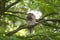 Adult barred owl