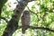 Adult barred owl