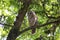 Adult barred owl